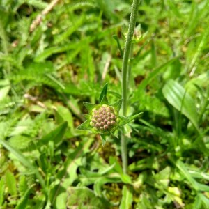 Photographie n°2381612 du taxon Knautia arvensis (L.) Coult. [1828]