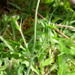 Photographie n°2381614 du taxon Knautia arvensis (L.) Coult. [1828]