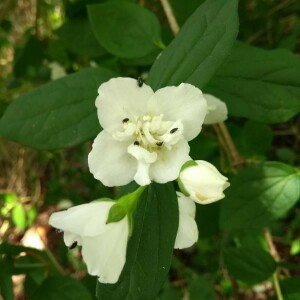 Photographie n°2381616 du taxon Philadelphus coronarius L. [1753]