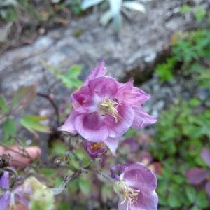 Photographie n°2381620 du taxon Aquilegia vulgaris L. [1753]