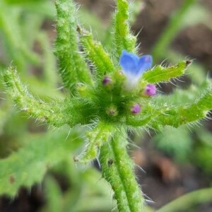 Photographie n°2381769 du taxon Anchusa crispa Viv. [1825]