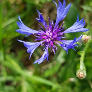 Photographie n°2381877 du taxon Cyanus segetum Hill [1762]