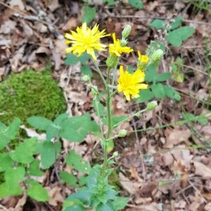 Photographie n°2381895 du taxon Hieracium umbellatum L. [1753]