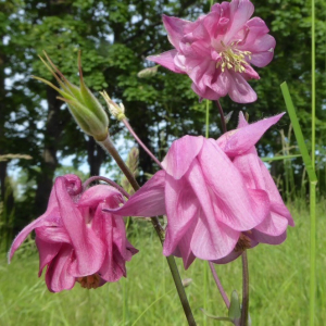 Photographie n°2382081 du taxon Aquilegia vulgaris L. [1753]