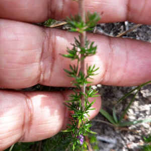 Photographie n°2382117 du taxon Erica cinerea L. [1753]