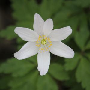 Photographie n°2382154 du taxon Anemone nemorosa L. [1753]