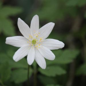 Photographie n°2382159 du taxon Anemone nemorosa L. [1753]