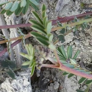 Photographie n°2382210 du taxon Hippocrepis comosa L. [1753]