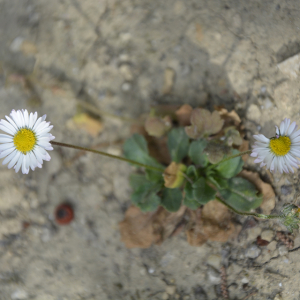 Photographie n°2382213 du taxon Bellis perennis L. [1753]