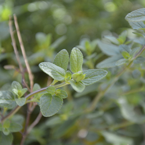 Photographie n°2382214 du taxon Salvia microphylla Kunth [1818]