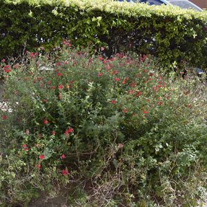 Photographie n°2382216 du taxon Salvia microphylla Kunth [1818]