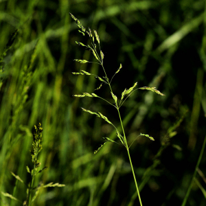 Photographie n°2382227 du taxon Poa trivialis L.