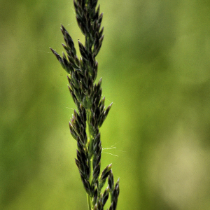 Photographie n°2382232 du taxon Poa pratensis L. [1753]