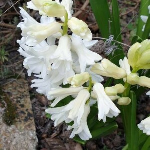  - Hyacinthus orientalis L. [1753]