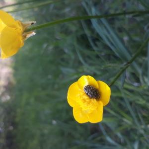 Photographie n°2382358 du taxon Ranunculus bulbosus L.