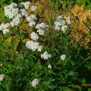 Photographie n°2382406 du taxon Valeriana officinalis L. [1753]