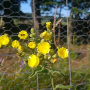 Photographie n°2382418 du taxon Tanacetum vulgare L. [1753]