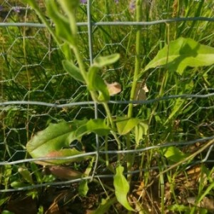 Photographie n°2382419 du taxon Tanacetum vulgare L. [1753]