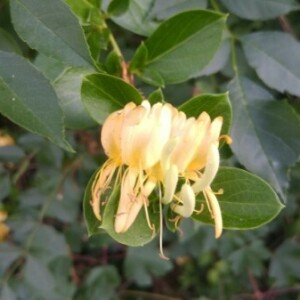 Photographie n°2382420 du taxon Lonicera periclymenum L. [1753]