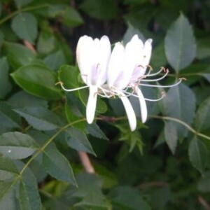 Photographie n°2382421 du taxon Lonicera periclymenum L. [1753]