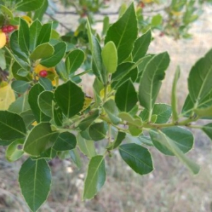 Photographie n°2382460 du taxon Ilex aquifolium L. [1753]