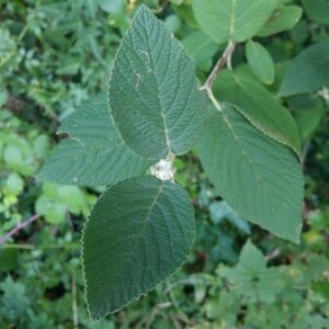 Photographie n°2382463 du taxon Viburnum lantana L. [1753]