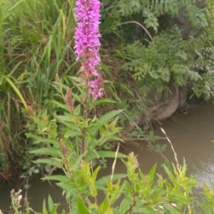 Photographie n°2382465 du taxon Lythrum salicaria L.