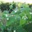 Photographie n°2382471 du taxon Viburnum lantana L. [1753]