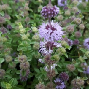 Photographie n°2382486 du taxon Mentha pulegium L. [1753]