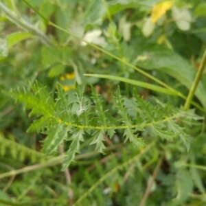 Photographie n°2382503 du taxon Filipendula vulgaris Moench [1794]