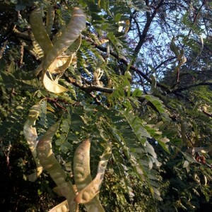 Photographie n°2382507 du taxon Gleditsia triacanthos L. [1753]