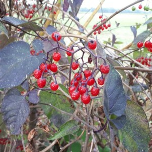 Photographie n°2382509 du taxon Solanum dulcamara L. [1753]