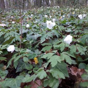 Photographie n°2382513 du taxon Anemone nemorosa L. [1753]