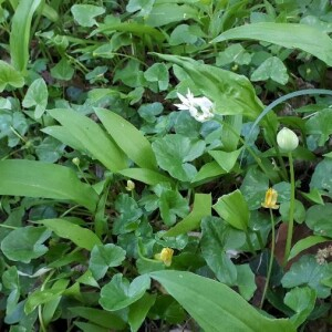 Photographie n°2382519 du taxon Allium ursinum L. [1753]