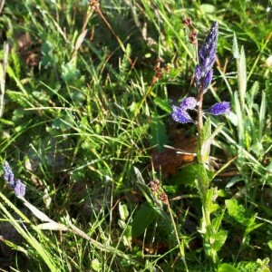 Photographie n°2382520 du taxon Polygala vulgaris L. [1753]