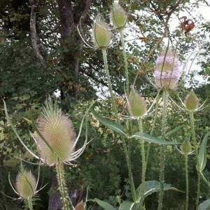 Photographie n°2382532 du taxon Dipsacus fullonum L. [1753]