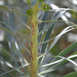 Photographie n°2382590 du taxon Euphorbia characias L. [1753]