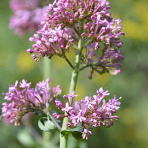 Photographie n°2382594 du taxon Centranthus ruber (L.) DC. [1805]