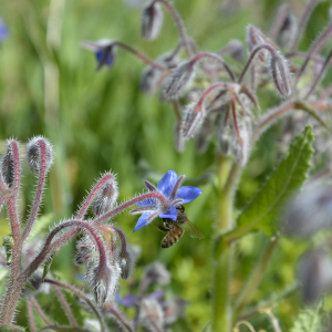 Photographie n°2382600 du taxon Borago officinalis L. [1753]