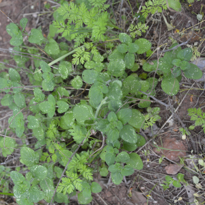 Photographie n°2382606 du taxon Clinopodium vulgare L. [1753]