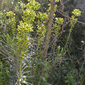 Photographie n°2382610 du taxon Euphorbia characias L. [1753]