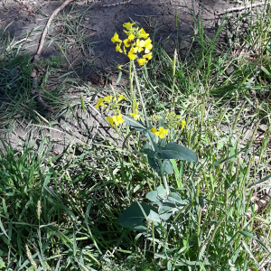 Photographie n°2382695 du taxon Brassica napus L.