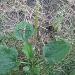 Photographie n°2382722 du taxon Plantago major L.