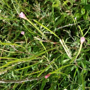 Photographie n°2382725 du taxon Epilobium L.