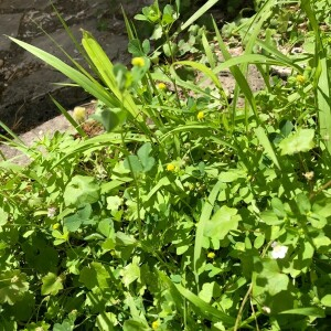 Photographie n°2382742 du taxon Medicago lupulina L. [1753]