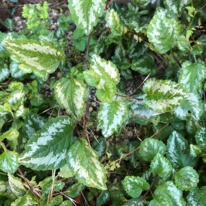 Photographie n°2382750 du taxon Lamium galeobdolon subsp. argentatum (Smejkal) J.Duvign.