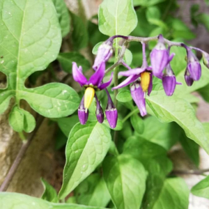 Photographie n°2382832 du taxon Solanum dulcamara L.