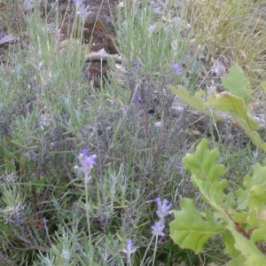 Photographie n°2382956 du taxon Lavandula L.