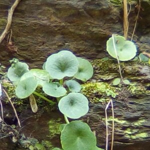 Photographie n°2382968 du taxon Umbilicus rupestris (Salisb.) Dandy