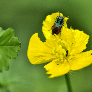 Photographie n°2383047 du taxon Ranunculus bulbosus L. [1753]